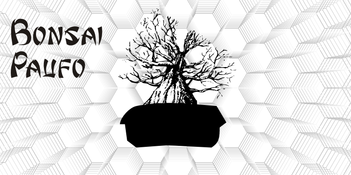 Bonsai Paufo