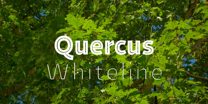 Quercus Whiteline Font Poster 1
