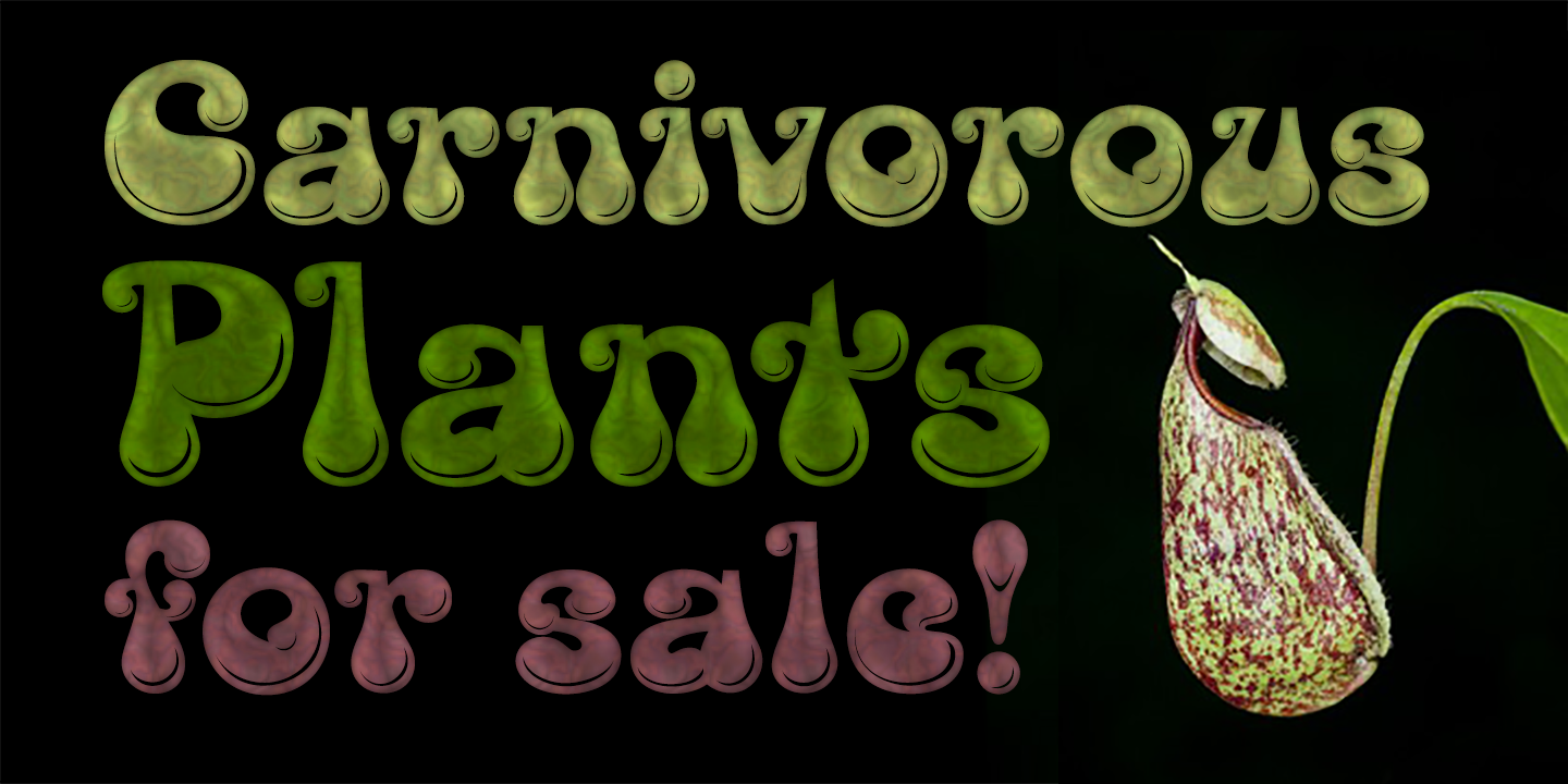 Kingthings Lickorishe Pro