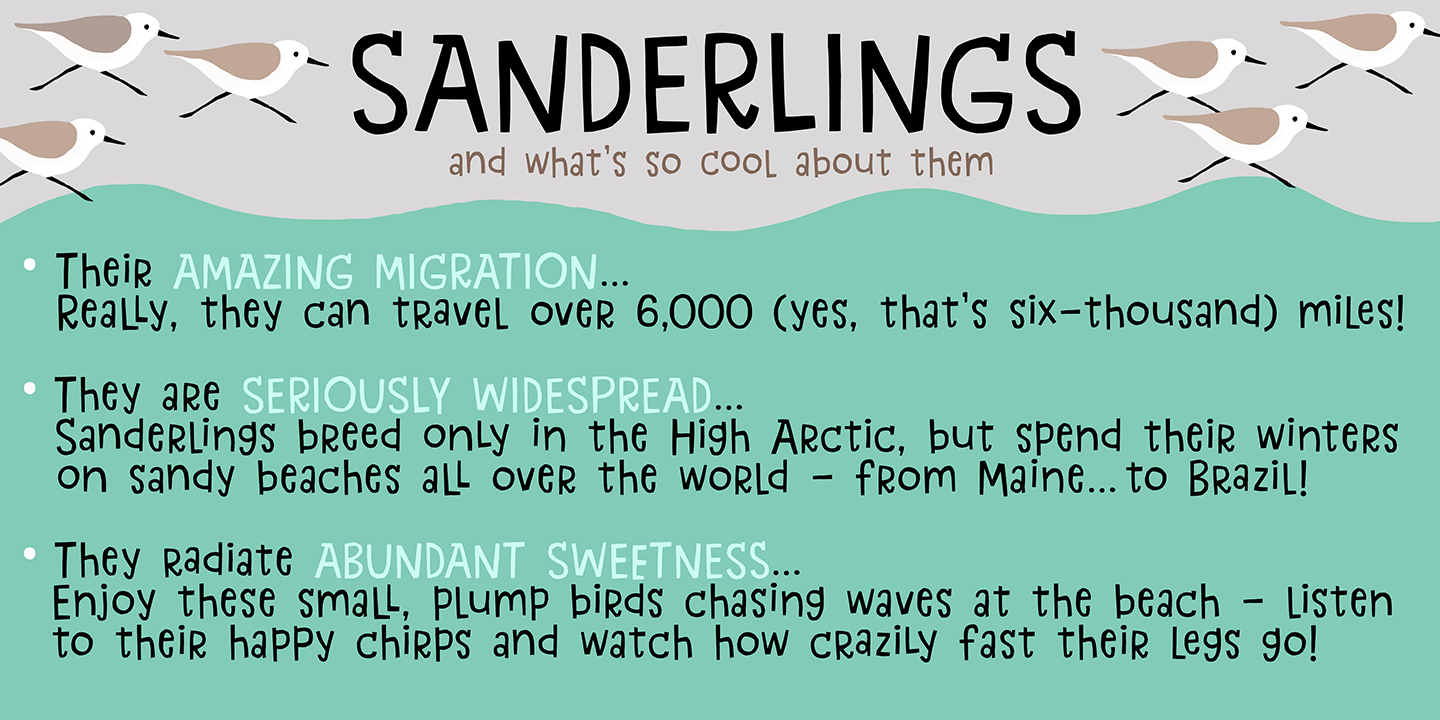 Sanderling