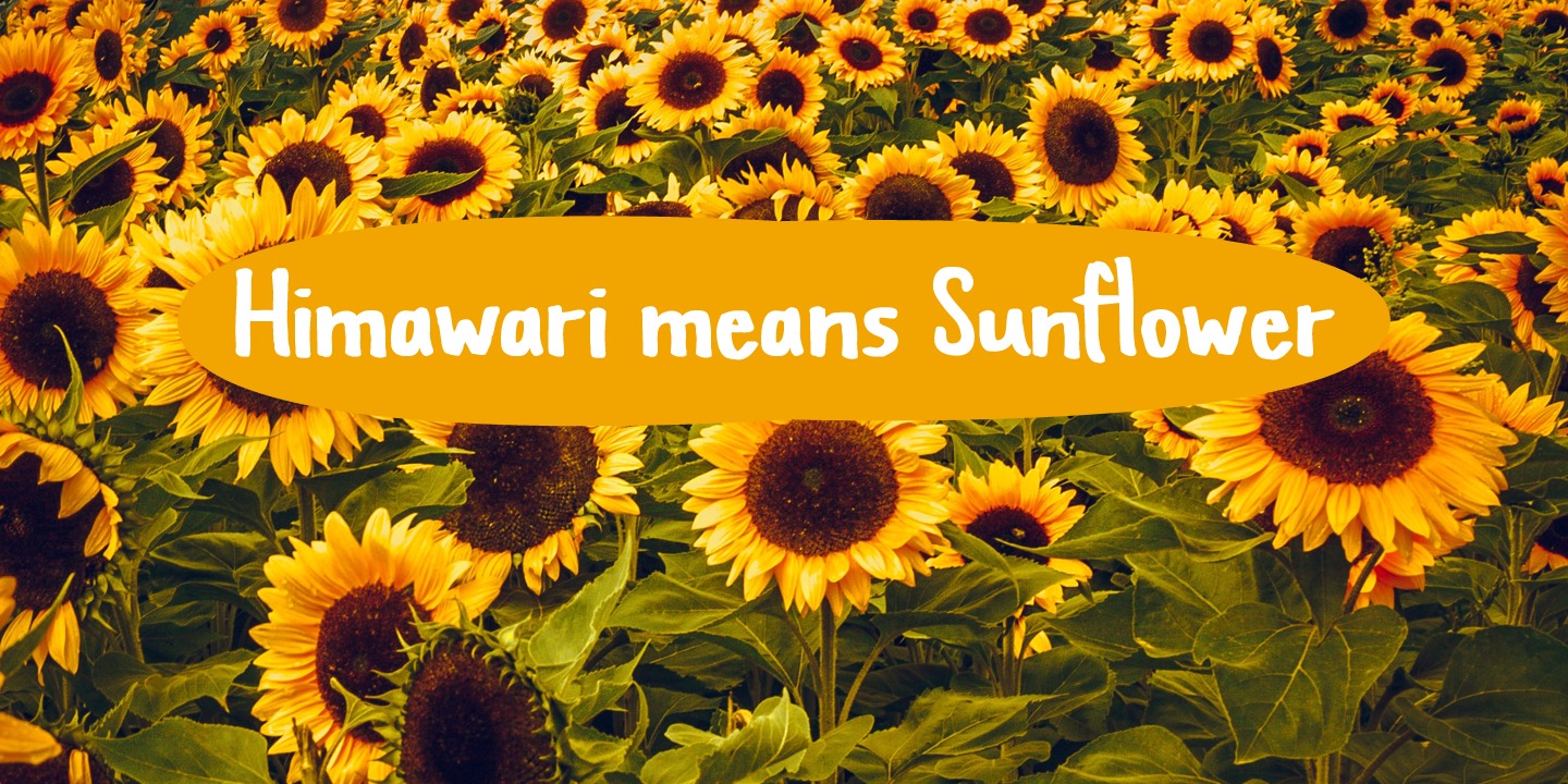 Himawari Script
