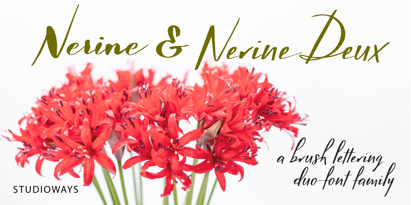 Nerine