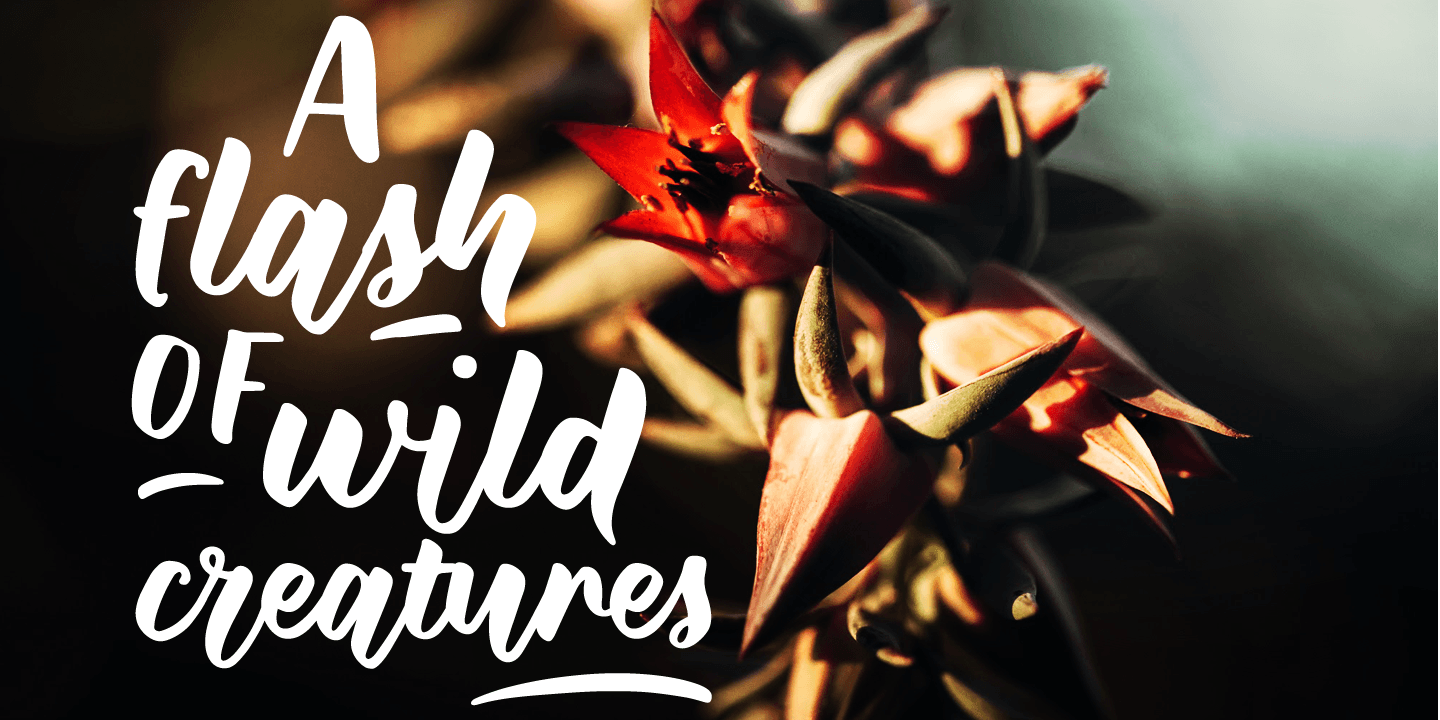 Wild Creatures
