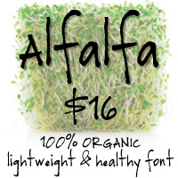 Alfalfa