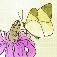 Swallowtail Butterflies