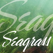 Seagrass BF™