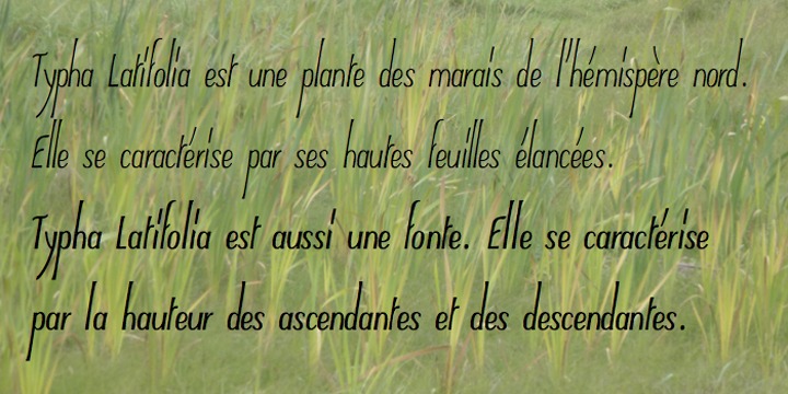 Typha Latifolia™