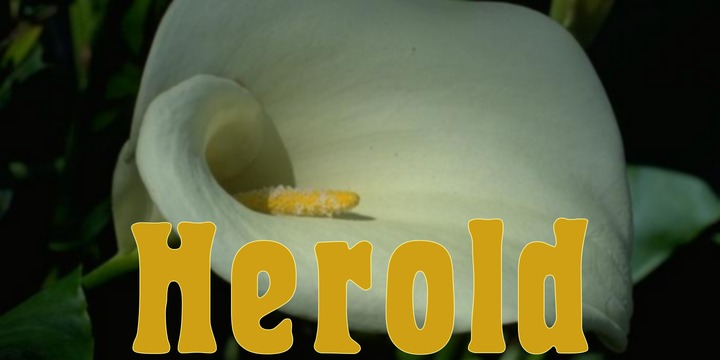 Herold