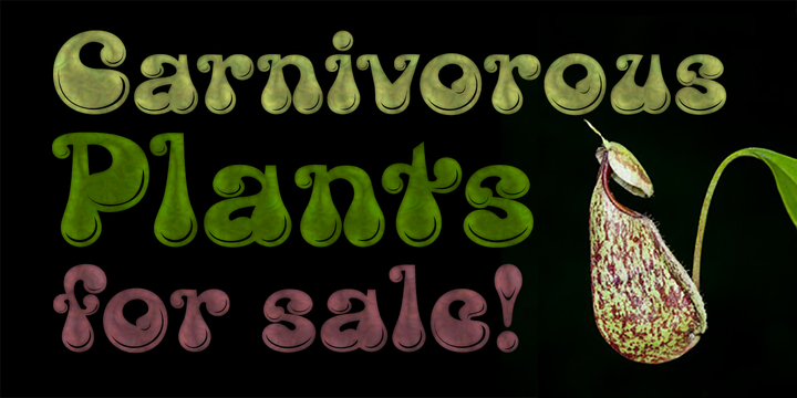 Kingthings Lickorishe Pro