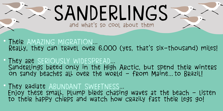 Sanderling