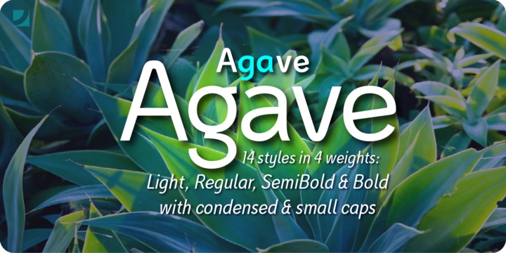 Agave