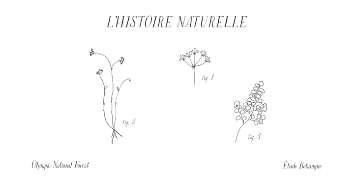 Rare Bird Specimen V