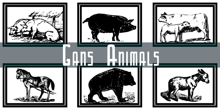 Gans Animals